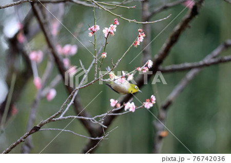メジロと梅の花 76742036