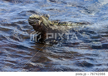 Galapagos Marine Iguana - Fernandina - Galapagos Islands Galapagos Marine Iguana - Fernandina - Galapagos Islands 76742066