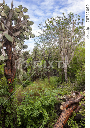 Island of Santa Cruz in the Galapagos Islands Island of Santa Cruz in the Galapagos Islands 76742069