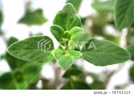 ミクロメリア フルティコーサ ミクロメリア フルティコーサ 76742325