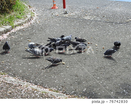 ハトさん家族。。元気です！。。。 76742830