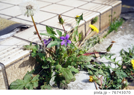 ノジスミレ 76743070