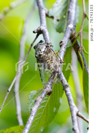 夏の陽射しや暑さを連想させる鳴き声　ミンミンゼミ 76743103