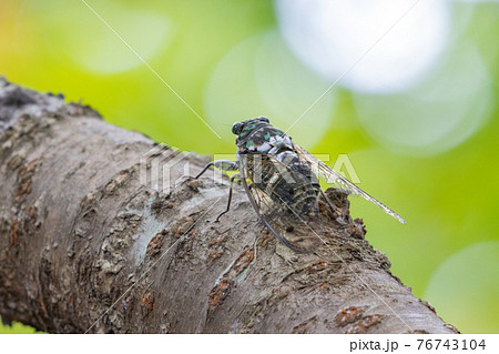 夏の陽射しや暑さを連想させる鳴き声 ミンミンゼミ 夏の陽射しや暑さを連想させる鳴き声 ミンミンゼミ 76743104
