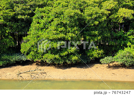 マングローブ 76743247
