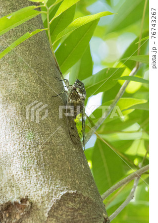 夏の陽射しや暑さを連想させる鳴き声 ミンミンゼミ 夏の陽射しや暑さを連想させる鳴き声 ミンミンゼミ 76743267