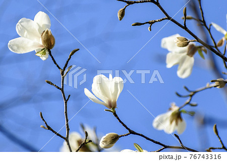 ハクモクレンの花と青空 76743316