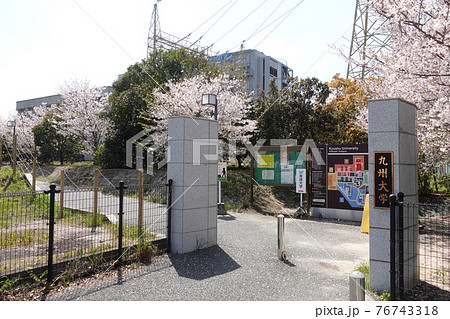 九州大学　筑紫キャンパス　桜　福岡県春日市春日公園 76743318