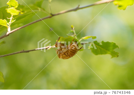 子供の頃の夏休みで誰もが一度は集めた蝉の抜け殻 子供の頃の夏休みで誰もが一度は集めた蝉の抜け殻 76743346