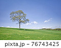 草原にある1本の木 76743425