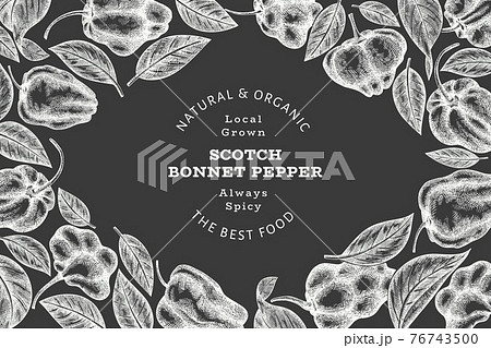 Hand drawn sketch style scotch bonnet pepper banner. Organic fresh vegetable vector illustration on chalk board. Retro cayenne pepper design template 76743500