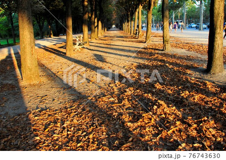 フランス、パリ、シャンゼリゼ大通りの並木道 76743630