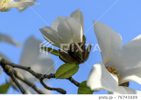 ハクモクレンの花と青空 76743889