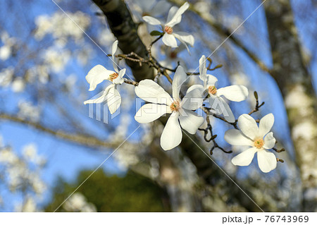 ハクモクレンの花と青空 76743969