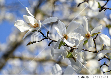 ハクモクレンの花と青空 76743981