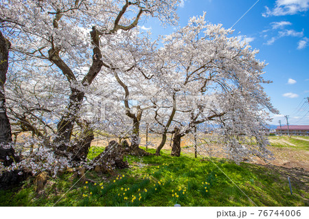 福島県　満開の石部桜 76744006