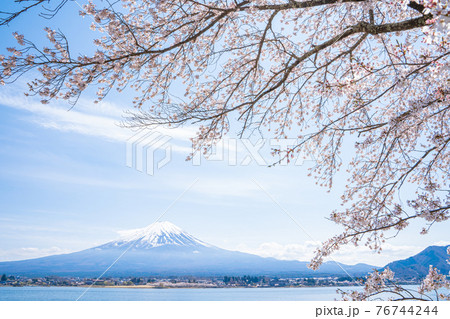 河口湖畔からの富士山と桜 河口湖畔からの富士山と桜 76744244