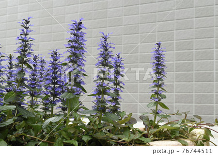 満開のアジュガレプタンス　SDGs　住宅ガーデニングイメージ 76744511