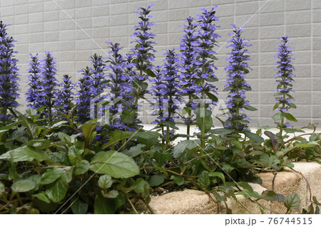 満開のアジュガレプタンス　SDGs　住宅ガーデニングイメージ 76744515