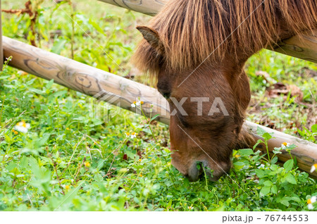 草を食べる放牧中の馬 76744553