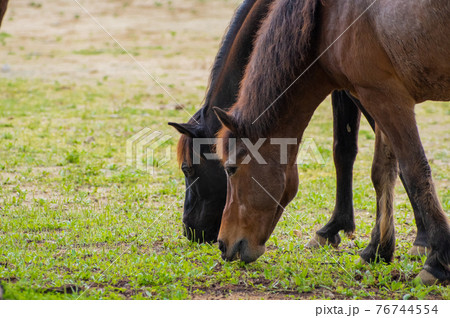 草を食べる放牧中の馬 76744554