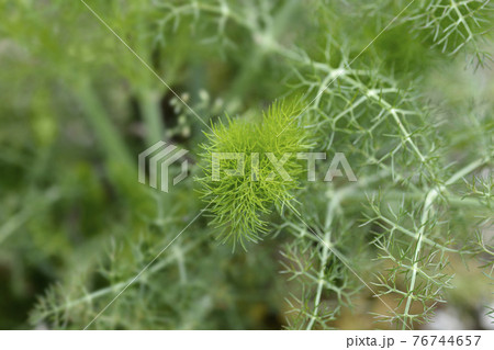 Common fennel 76744657
