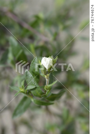 Mountain sandwort Mountain sandwort 76744674