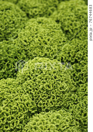 Meadow spikemoss 76744683