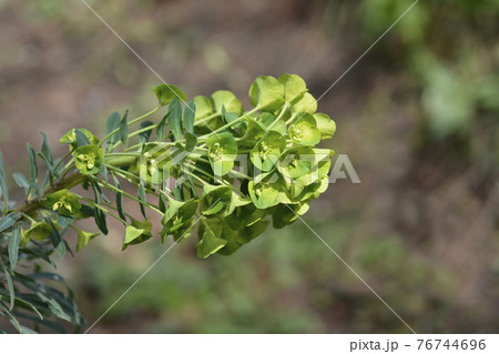 Wulfens spurge 76744696
