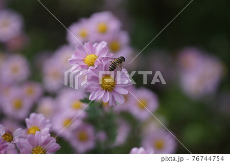 女王山菊の蜜を吸うシマハナアブ 76744754