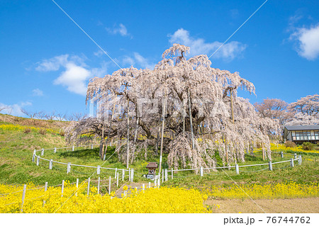 福島県　満開の三春滝桜 76744762
