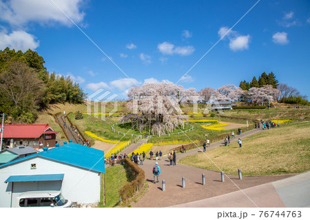 福島県　満開の三春滝桜 76744763
