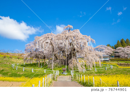 福島県　満開の三春滝桜 76744901