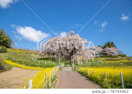 福島県　満開の三春滝桜 76744902
