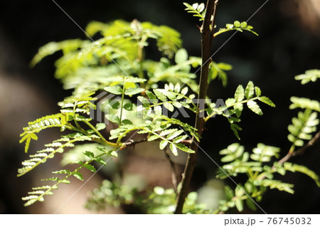 太陽の光のあたる森の草木 3 太陽の光のあたる森の草木 3 76745032