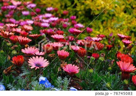 【4月中旬・花】赤色のオステオスペルマム・春の花壇に咲く 76745083