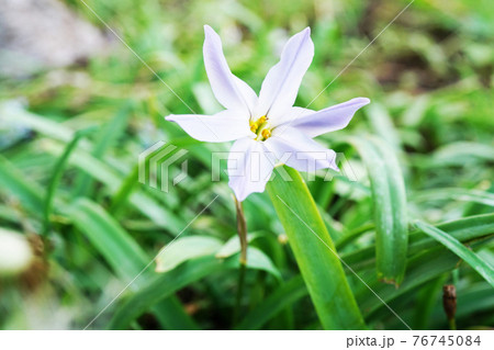 ハナニラ 76745084