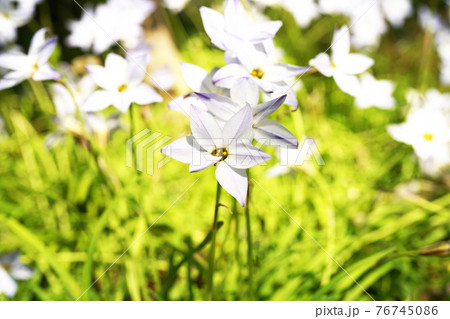 ハナニラ 76745086