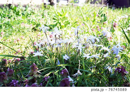 ハナニラ 76745089