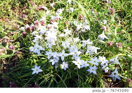 ハナニラ 76745090