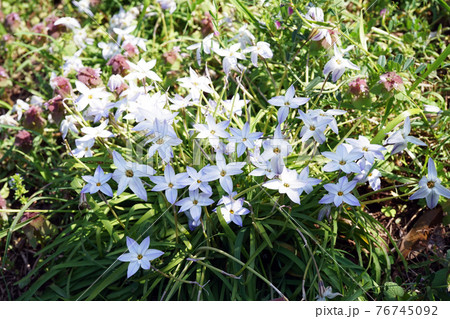 ハナニラ 76745092