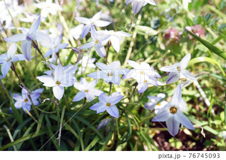 ハナニラ 76745093