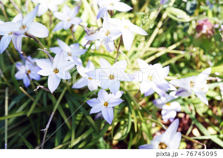 ハナニラ 76745095