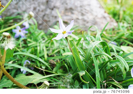 ハナニラ 76745096