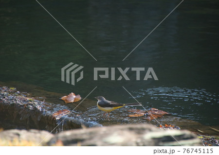 水辺のキセキレイ 水辺のキセキレイ 76745115