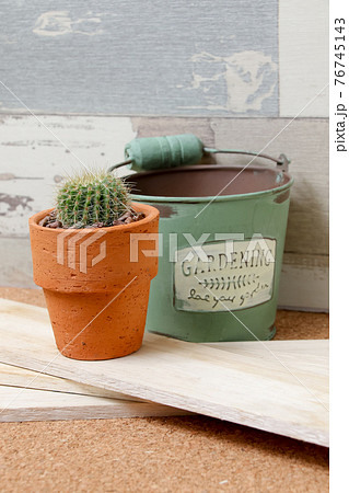 サボテン,ヘリテリー,植物,観葉植物、園芸、緑,トゲ,自然,緑色,とげ, 仙人掌,多肉植物 76745143