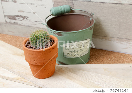 サボテン,ヘリテリー,植物,観葉植物、園芸、緑,トゲ,自然,緑色,とげ, 仙人掌,多肉植物 76745144