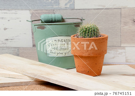 サボテン,ヘリテリー,植物,観葉植物、園芸、緑,トゲ,自然,緑色,とげ, 仙人掌,多肉植物 76745151