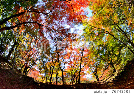 麓城跡の紅葉 76745502