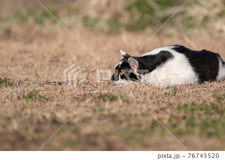 獲物を狙う猫の写真素材